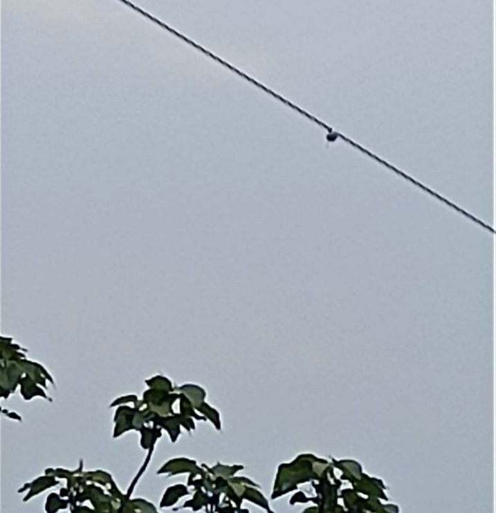 電網線路弧垂監測裝置